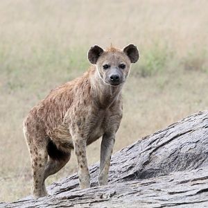 Spotted Hyena