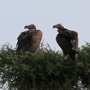 Lappet-faced Vultures