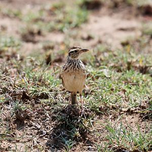 Rufous-naped Lark