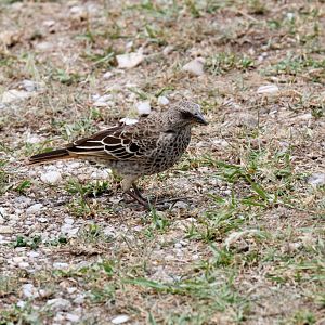 Rufous-tailed Weaver
