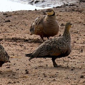 Yellow-throated Sandgrouse