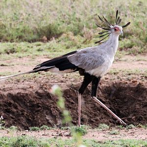 Secretarybird