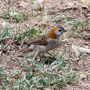 Speckle-fronted Weaver