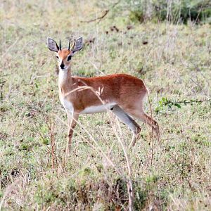 Steenbok