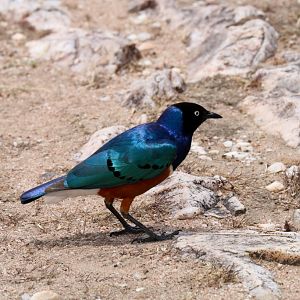 Superb Starling