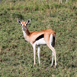 Thomsons Gazelle