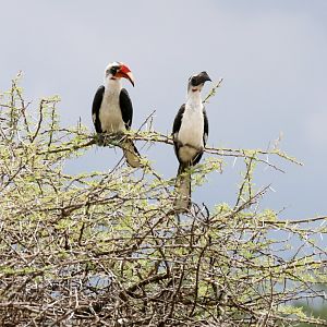 Von der Deckens Hornbills - male on the left