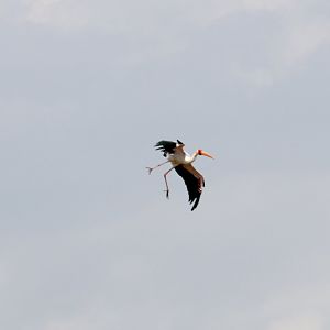 Yellow-billed Stork