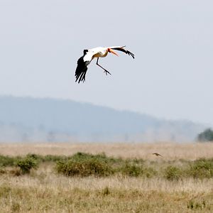 Yellow-billed Stork