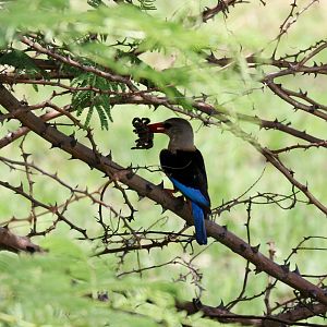 Grey-headed Kingfisher with large spider