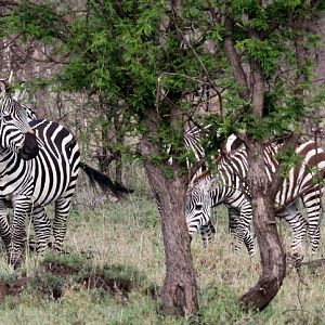 Plains Zebra