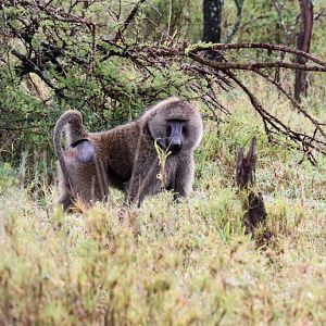 Olive Baboon