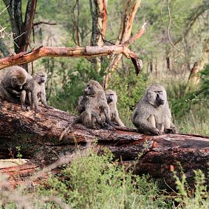 Olive Baboons