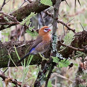 Purple Grenadier female