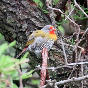Green Winged Pytilia