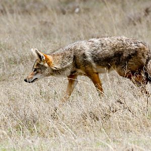 Golden Jackal
