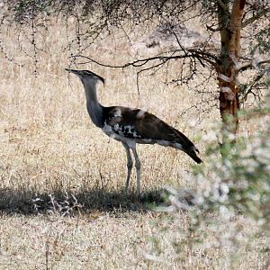 Kori Bustard