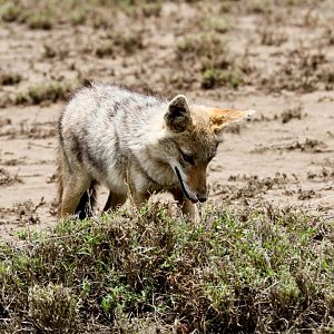 Golden Jackal