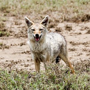 Golden Jackal