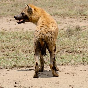 Spotted Hyena