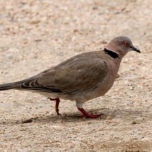 African Mourning Dove