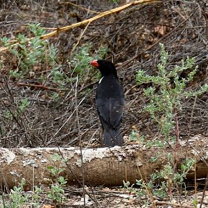 Red-billed Buffalo Weaver