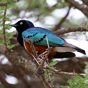 Superb Starling