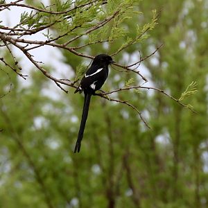 Magpie Shrike