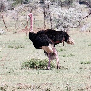 Ostrich male