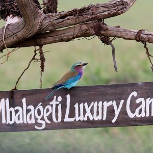 Lilac-breasted Roller