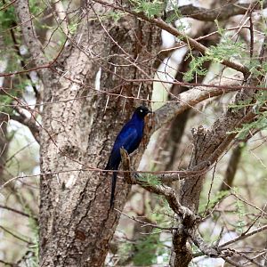 Ruppells Longtailed Starling