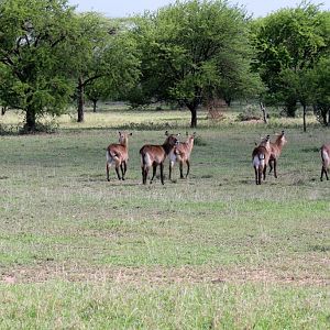 Waterbuck and Zebra