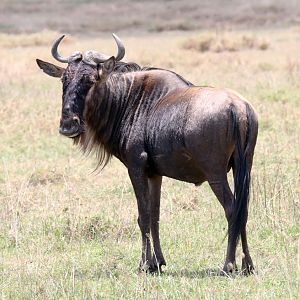Wildebeest