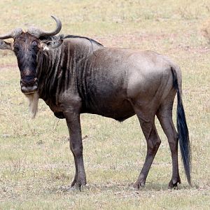 Wildebeest