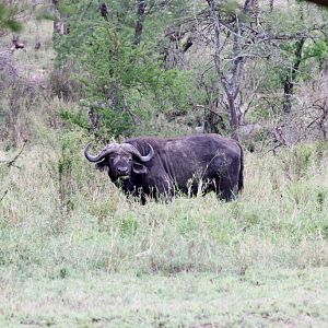 African Buffalo