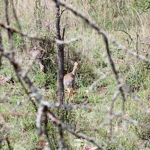 Kirks Dik-dik