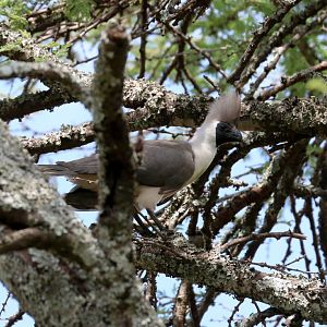 Bare-faced Go-away Bird