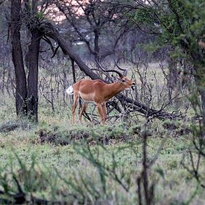 Impala buck vocalising