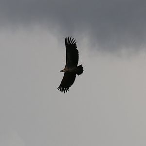 Whitebacked Vulture