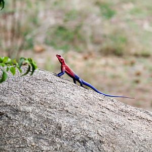Mwanza Flat-headed Agama male