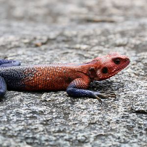 Mwanza Flat-headed Agama male