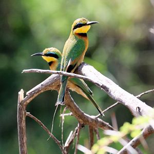 Little Bee-eaters