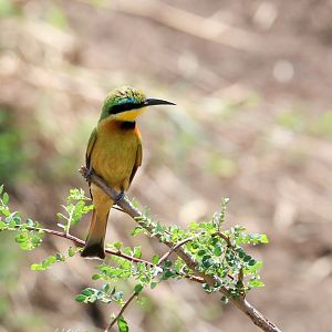 Little Bee-eater