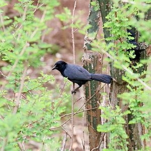 Slaty-coloured Boubou