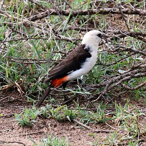 White-headed Buffalo Weaver