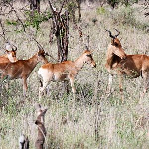 Cokes Hartebeest (aka Kongoni)