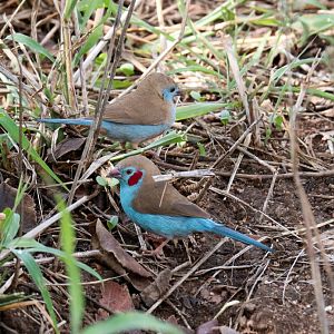 Red-cheeked Cordon-bleu