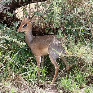 Kirks Dik-dik
