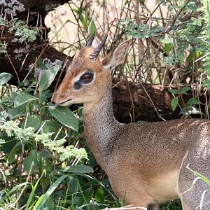 Kirks Dik-dik
