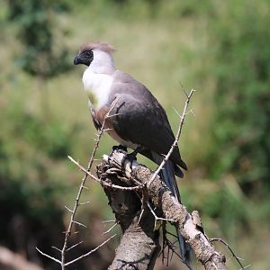Bare-faced Go-away Bird